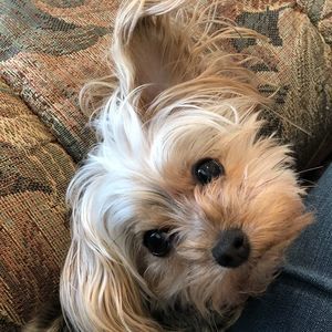 Meet your Posher, Rachel